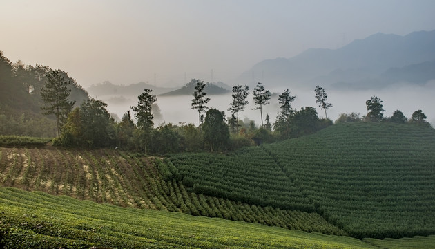 茶園