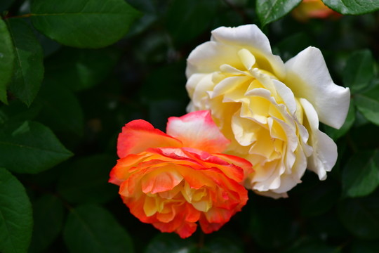 月季花