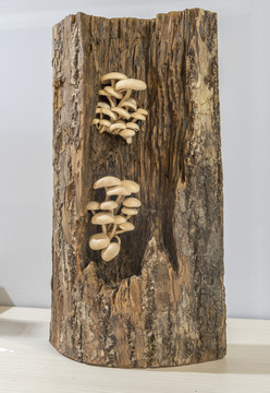 木雕 樹(shù)菌
