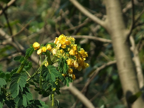 黃花槐