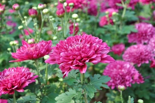 菊花花卉
