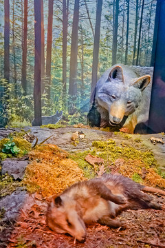 狼與負鼠 動物場景模擬