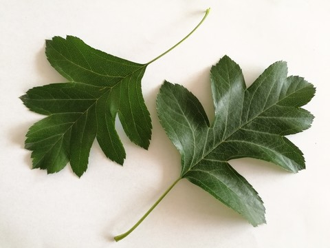 山楂樹葉