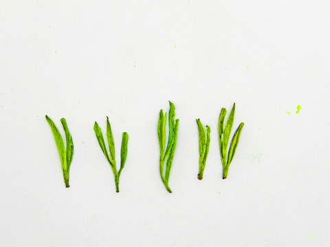 安吉白茶 高清大圖 茶葉 綠茶