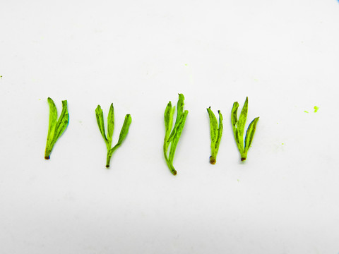 安吉白茶 高清大圖 茶葉 綠茶