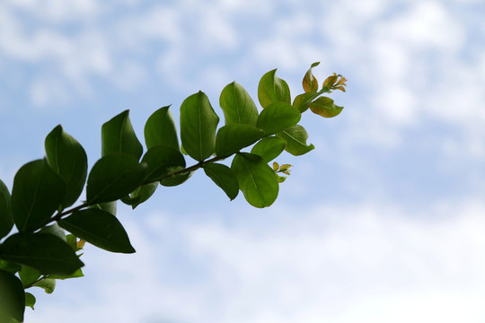 樹葉 藍(lán)天 枝葉 葉子 樹枝