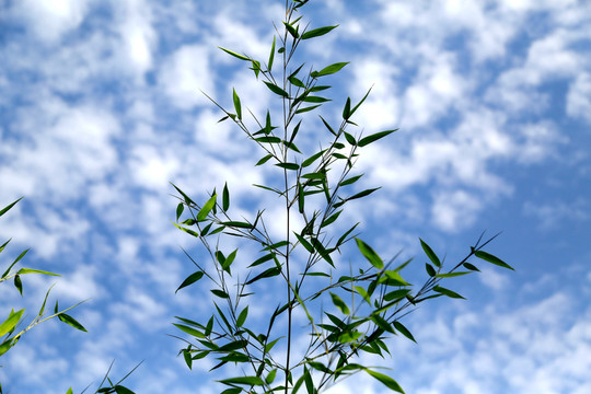 竹子 透明 竹葉 藍(lán)天 竹枝