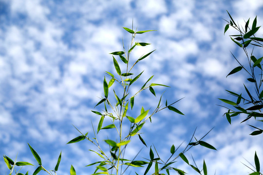 竹子 透明 竹葉 藍天 竹枝
