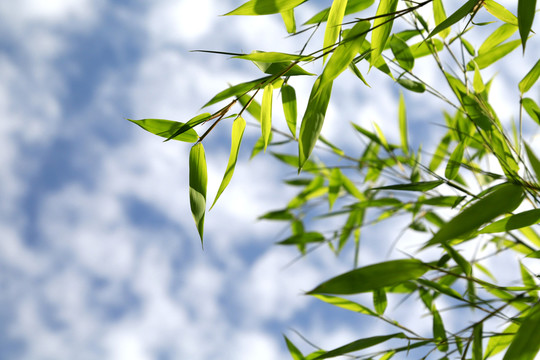 竹子 透明 竹葉 藍(lán)天 竹枝
