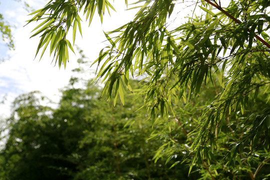 竹子 透明 竹葉 藍天 竹枝