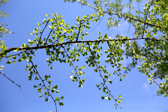 銀杏 樹葉 藍天 枝葉 葉子