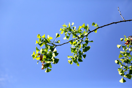 銀杏 樹葉 藍天 枝葉 葉子