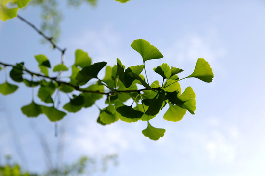 銀杏 樹葉 藍天 枝葉 葉子