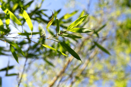 竹子 透明 竹葉 藍(lán)天 竹枝