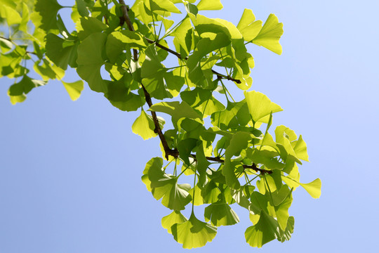 銀杏 樹葉 藍天 枝葉 葉子