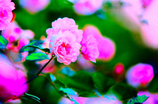 薔薇花