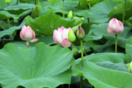 并蒂芙蓉
