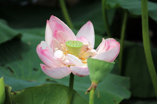 荷其實(shí)蓮