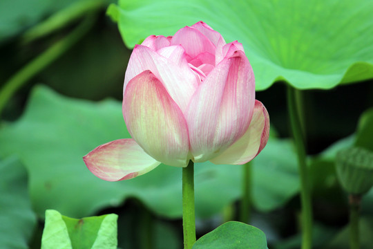 舌綻蓮花