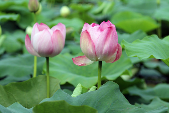 紅菏菡萏