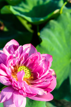 荷花