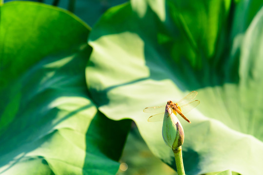 蜻蜓