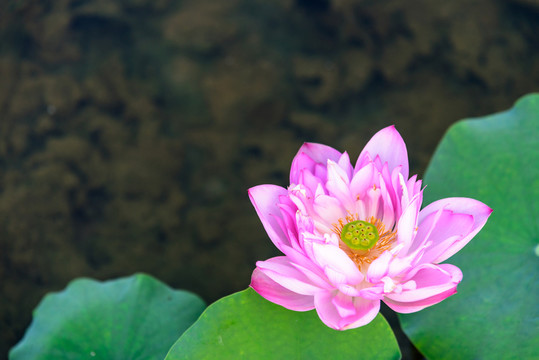 荷花