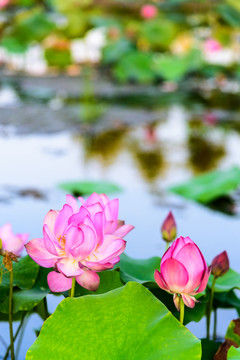 荷花