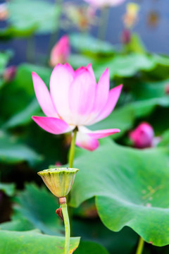 荷花
