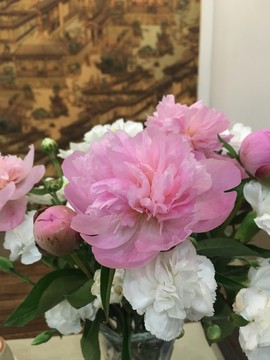芍藥花 粉色芍藥