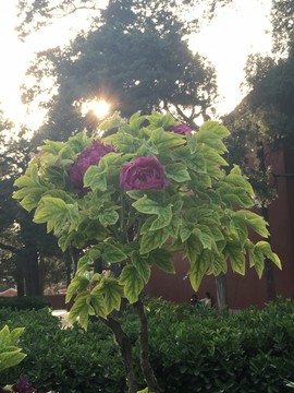 牡丹樹 一簇牡丹 牡丹花 陽光