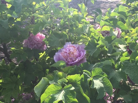 牡丹花 紫牡丹 牡丹 牡丹園