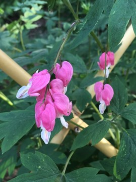 花卉 粉花 綠葉