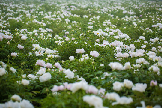 牡丹種植基地油用牡丹