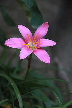 蘭花