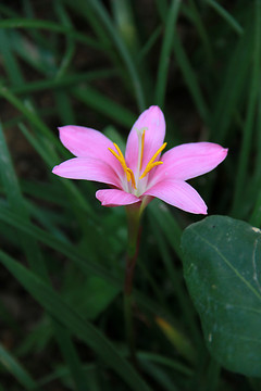 一朵蘭花