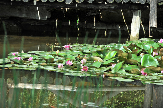 水塘睡蓮