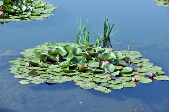 池塘  水生植物