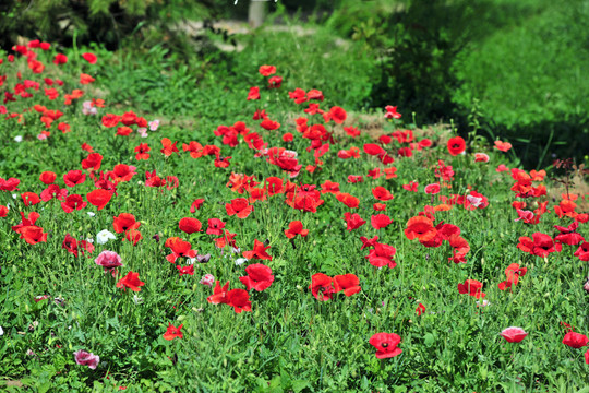 花滿坡  花園