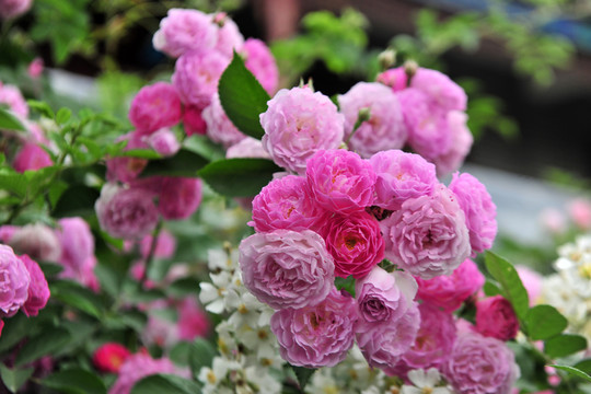 薔薇花  花卉隔離帶