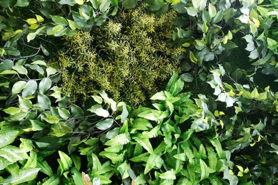 綠色植物墻