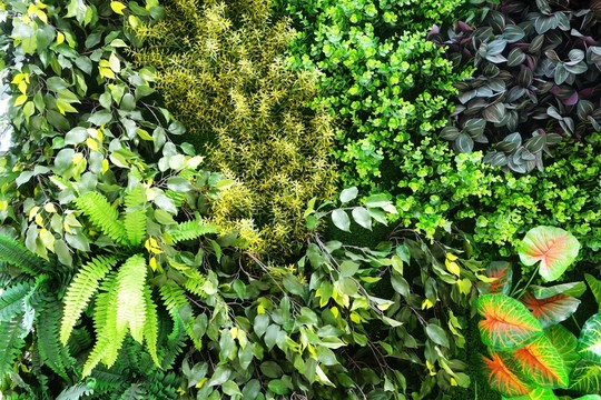綠色植物墻