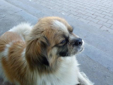 小狗狗