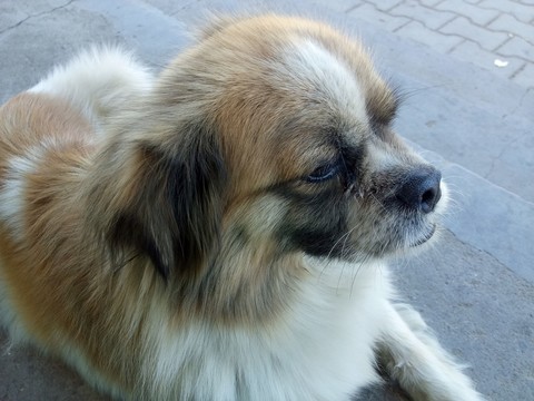 小狗狗