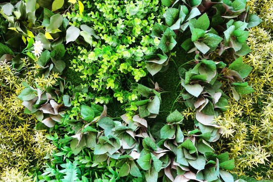綠植墻