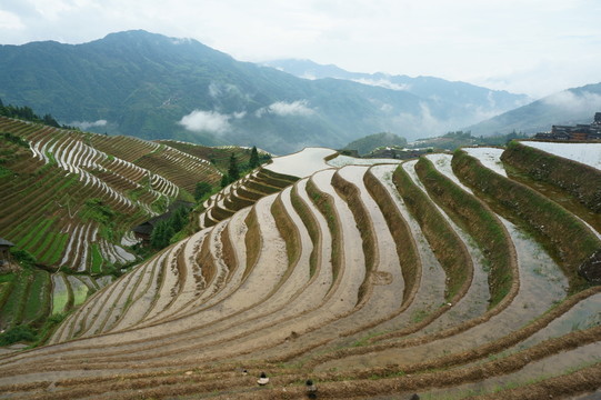 龍脊梯田