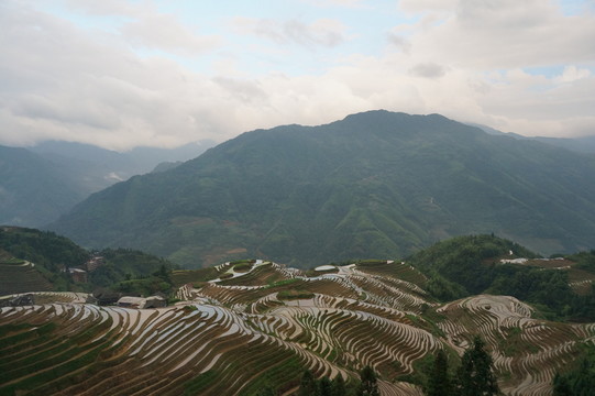 龍脊梯田