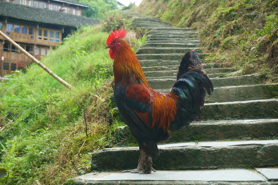 山雞