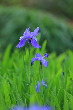 鳶尾花