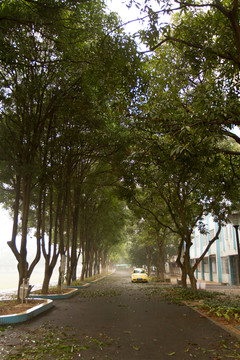 校道 林蔭道
